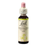 Honeysuckle Original Bach Geißblatt Blume Remedy, 20 ml, Rescue Remedy