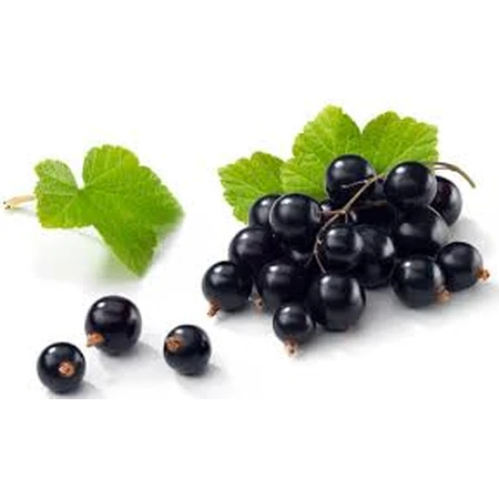 Blackcurrant Bud extract, 50 ml, PlantExtrakt