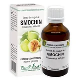 Fig bud extract, 50 ml, Plant Extrakt