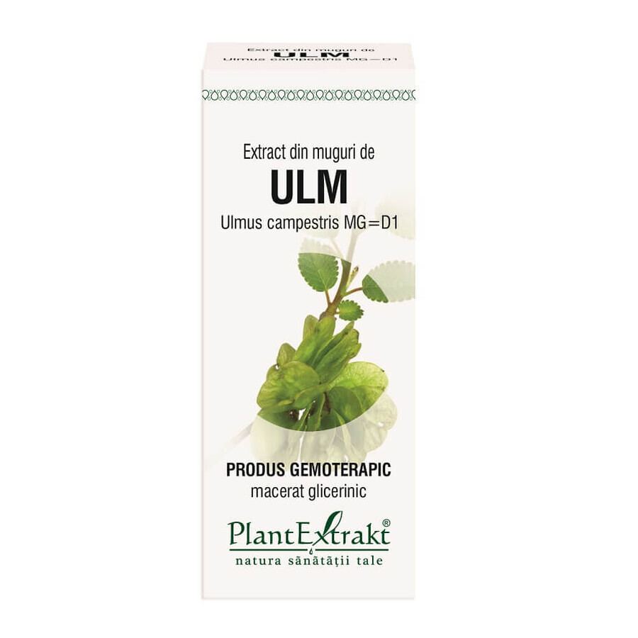 Ulmenknospenextrakt, 50 ml, Pflanzenextrakt