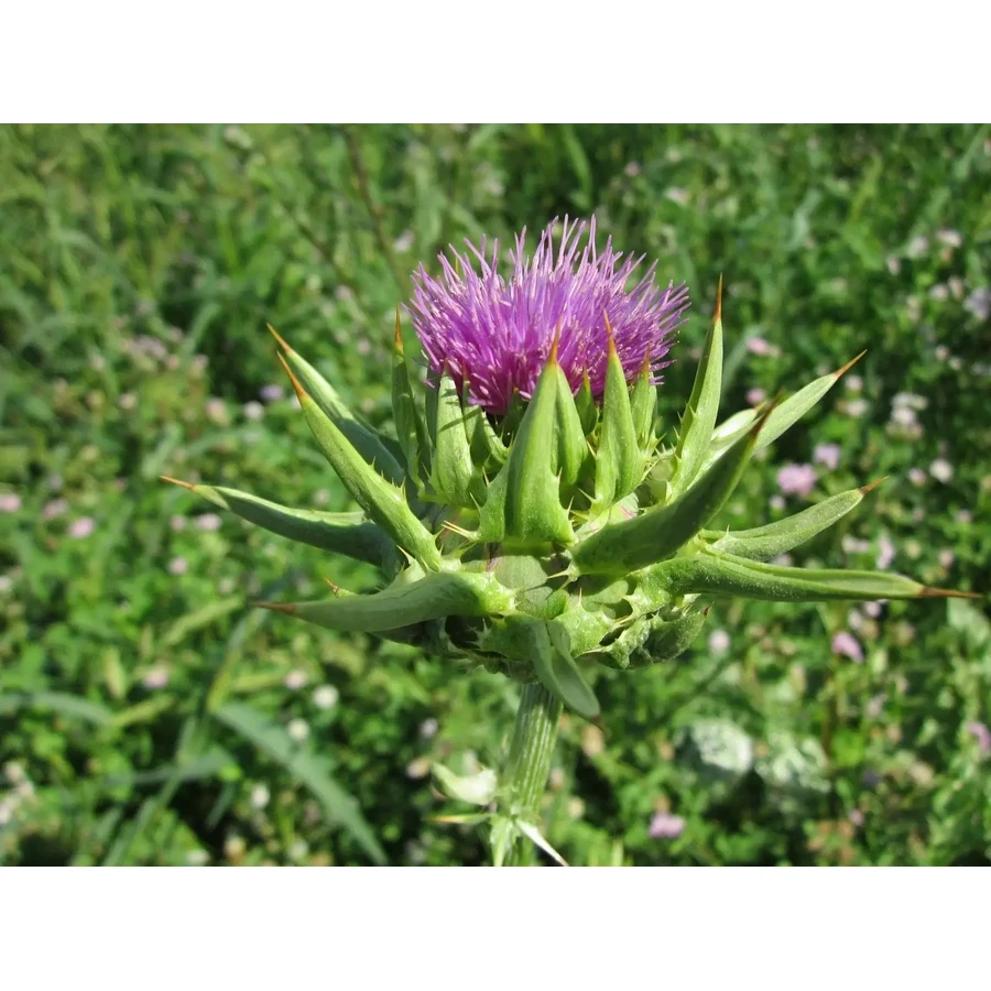 Armurariu (Milk thistle), 60 tablets, 1+1, Dacia Plant