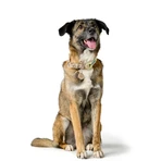 Collare per Cani Hunter MALIA Verde 12 40-49 cm