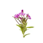 Thee met kleine bloemen, 50g, Dacia Plant
