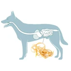 Caniverm orale pasta voor inwendige ontworming bij honden en katten x 10 ml