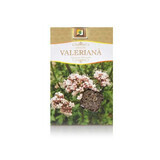 Valerian tea, 50 g, Stef Mar Valcea