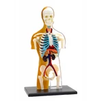 Kit STEM di anatomia del corpo umano