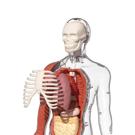 MINT-Spiel Menschliche Anatomie, TopBright
