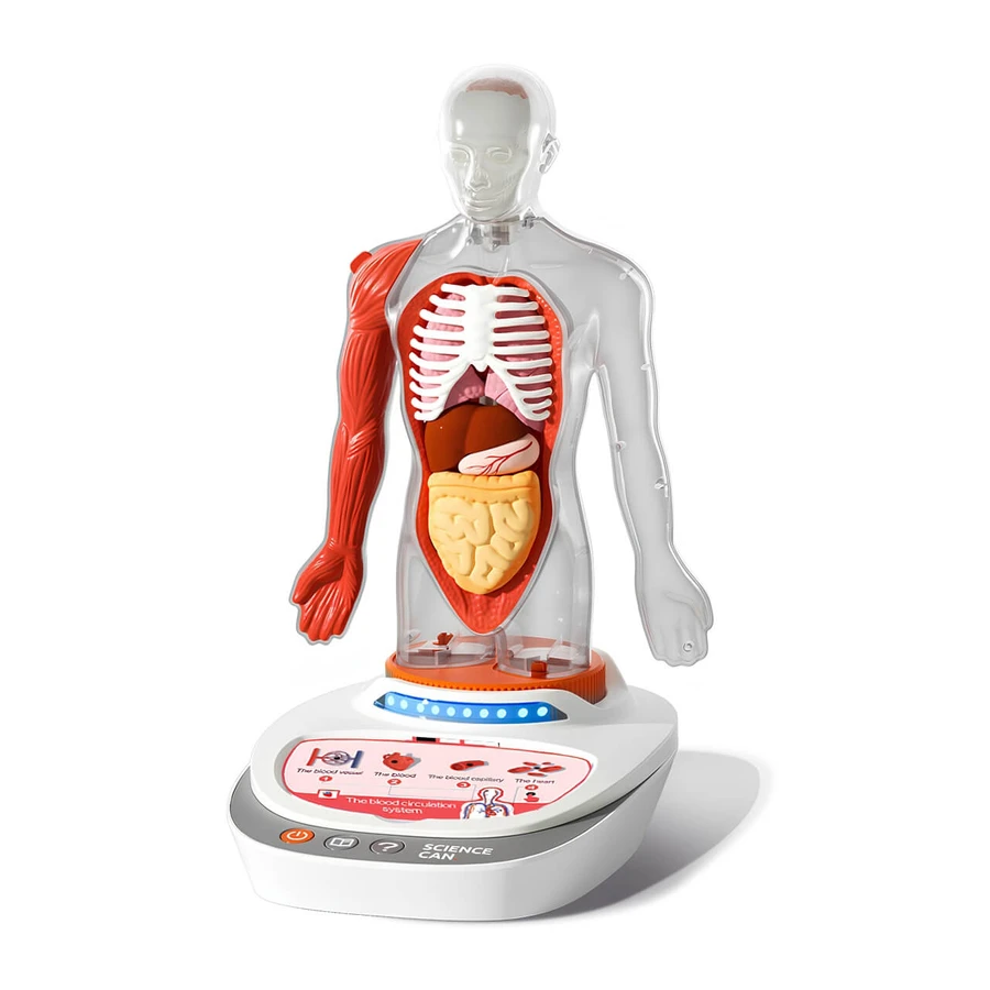 MINT-Spiel Menschliche Anatomie, TopBright