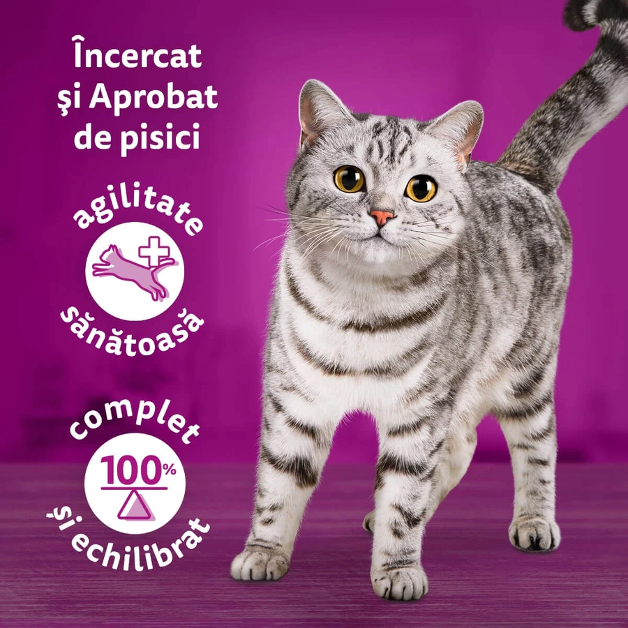 WHISKAS Tasty Mix Chef's Choice, Zalm, Rund, Kip & Gevogelte, Kip & Kalkoen, Kip & Kabeljauw, zakje nat kattenvoer, (in saus), multipack, 85g x 12