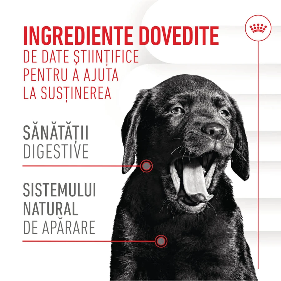 ROYAL CANIN Immunity & Digestion Chews Puppy Supplements, funkcjonalna saszetka z nagrodami dla młodszych psów, układ odpornościowy, układ trawienny, 100g: ceny i cechy