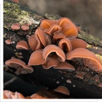 MYQO Bio Auricularia Vlierbes, poeder, 100 g