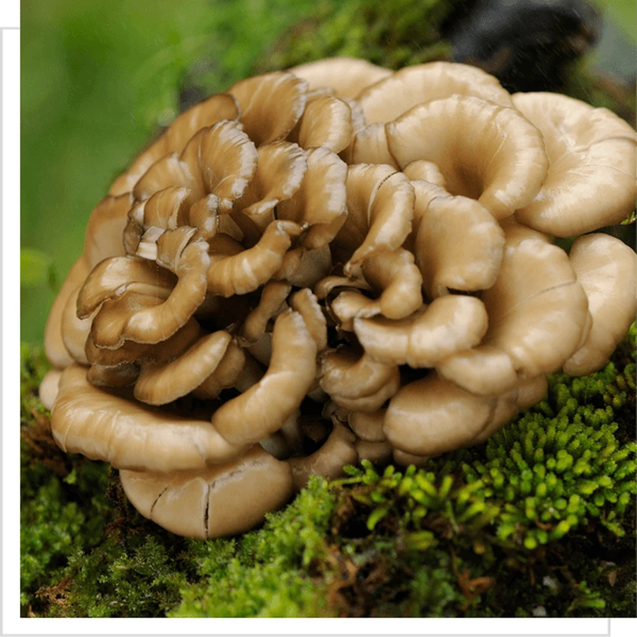 MYQO BIO Maitake Sailwort, poudre, 100 g