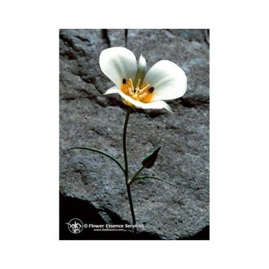 Mariposa Lily Ess 7,4ml Vițel