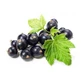 Fruits de cassis 100 Gr