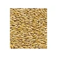 Dressed Barley Seeds (caryopses) 100 Gr\