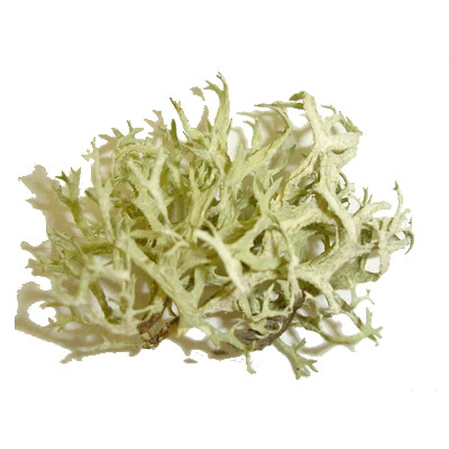 Quercus musgo en tisana talo 100 g