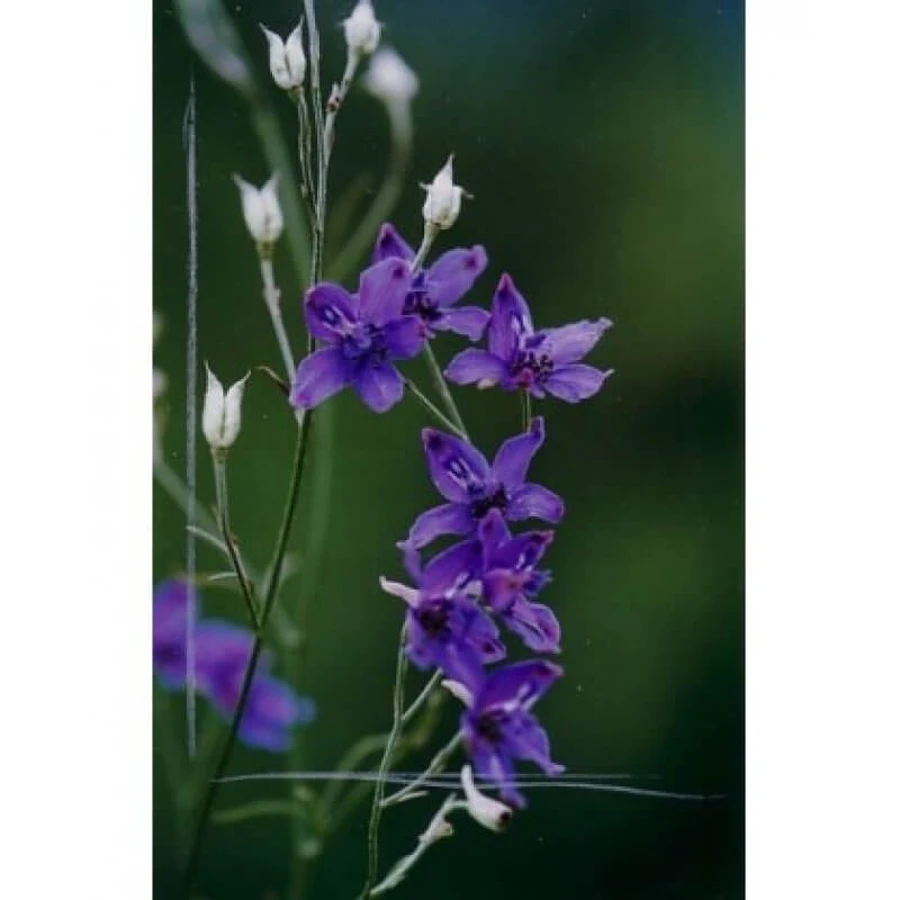 Natur Authenticity Essence 15ml