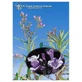 YERBA SANTA ESS 7,4ML VIȚEL
