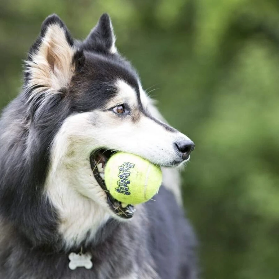 Kong Airdog squeakair ball - 2 tennisballen voor honden