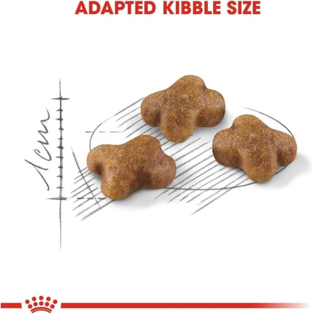 Royal Canin Kitten 36 – kompletna karma dla kociąt, 2 kg: ceny i cechy