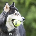 Kong Squeakair-Bälle – 3 Bälle für kleine Hunde