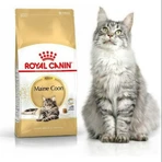 Royal Canin Maine Coon Adult – Alleinfuttermittel für ausgewachsene Katzen, 400 g