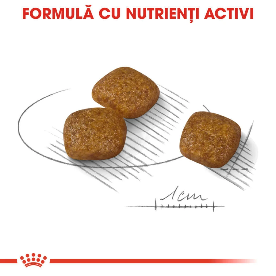 ROYAL CANIN Mini Urinary Care, Trockenfutter für Hunde, für die Gesundheit der Harnwege, 1 kg