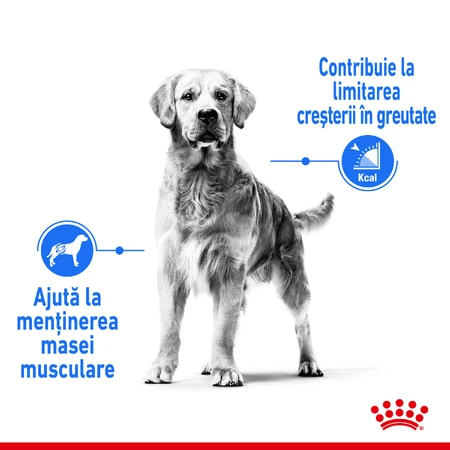 ROYAL CANIN Medium Light Weight Care Adult, droogvoer voor honden, voor gewichtsbeheersing, 3 kg