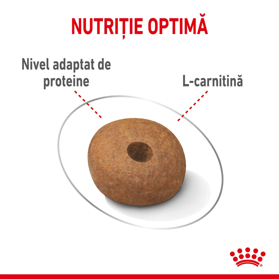 ROYAL CANIN Medium Light Weight Care Adult, droogvoer voor honden, voor gewichtsbeheersing, 3 kg