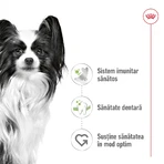 ROYAL CANIN X-Small Adult, croquettes pour chiens adultes, 500 g