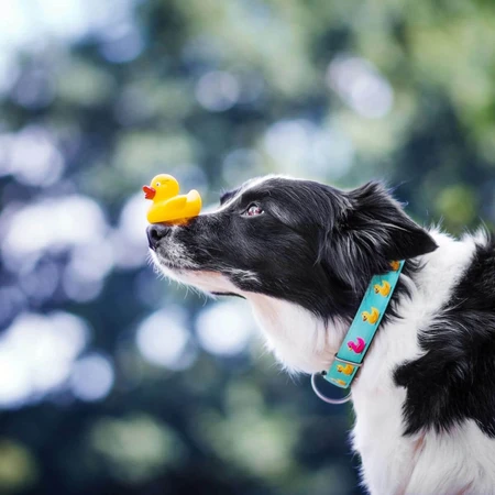 MAX & MOLLY Smart ID Ducklings, dog collar, adjustable, polyester, blue, trident buckle, XS
