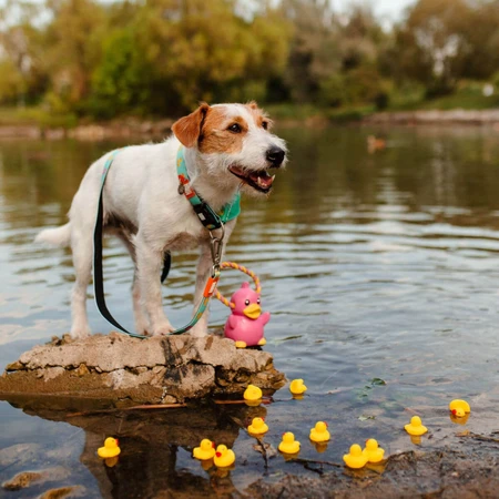 MAX & MOLLY Smart ID Ducklings, collar para perro, ajustable, poliéster, azul, hebilla de tridente, talla S